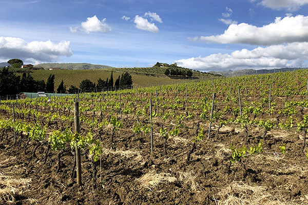 Foto 8.Terreni vitati centopassi