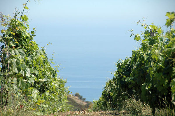 vigneti sul mare