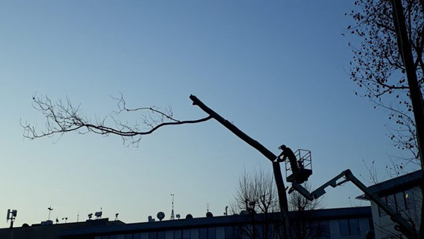 taglio alberi al parco Bassini (credit T. Shmidt)
