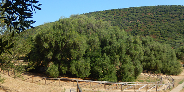 Luras-olivastro millenario(il Patriarca)