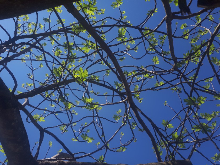 Galleani_Pensieri incastrati