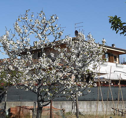 1. ciliegio in fiore-aprile 2020-foto di Laura Candiani