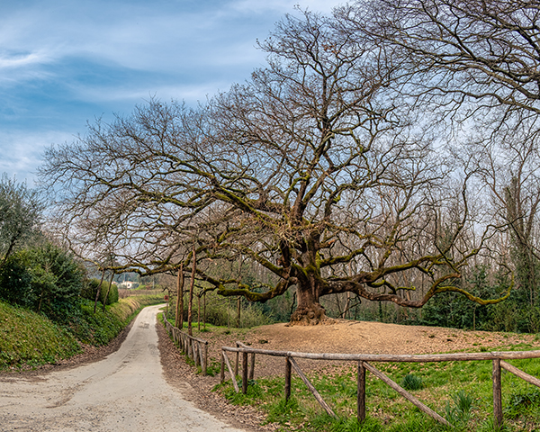 3. San Martino in Colle (Capannori, LU). Quercia delle streghe nel parco di villa Carrara a Gragnano