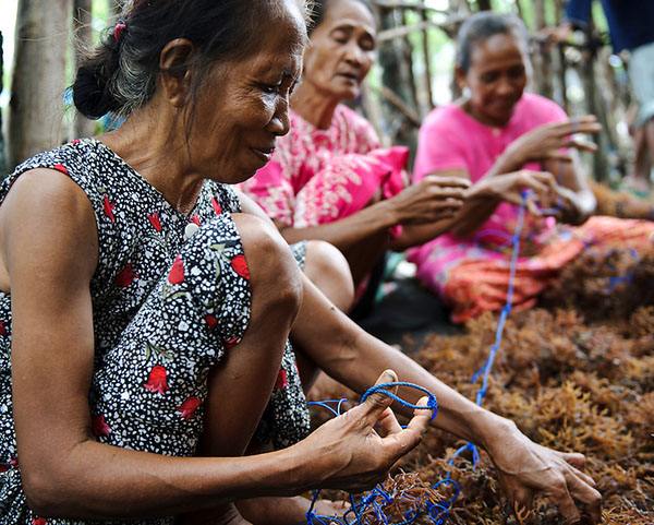 Women harvesting sea weed for agar agar at a small village, Ujung Baji, Takalar, Sulawesi, Indonesia.